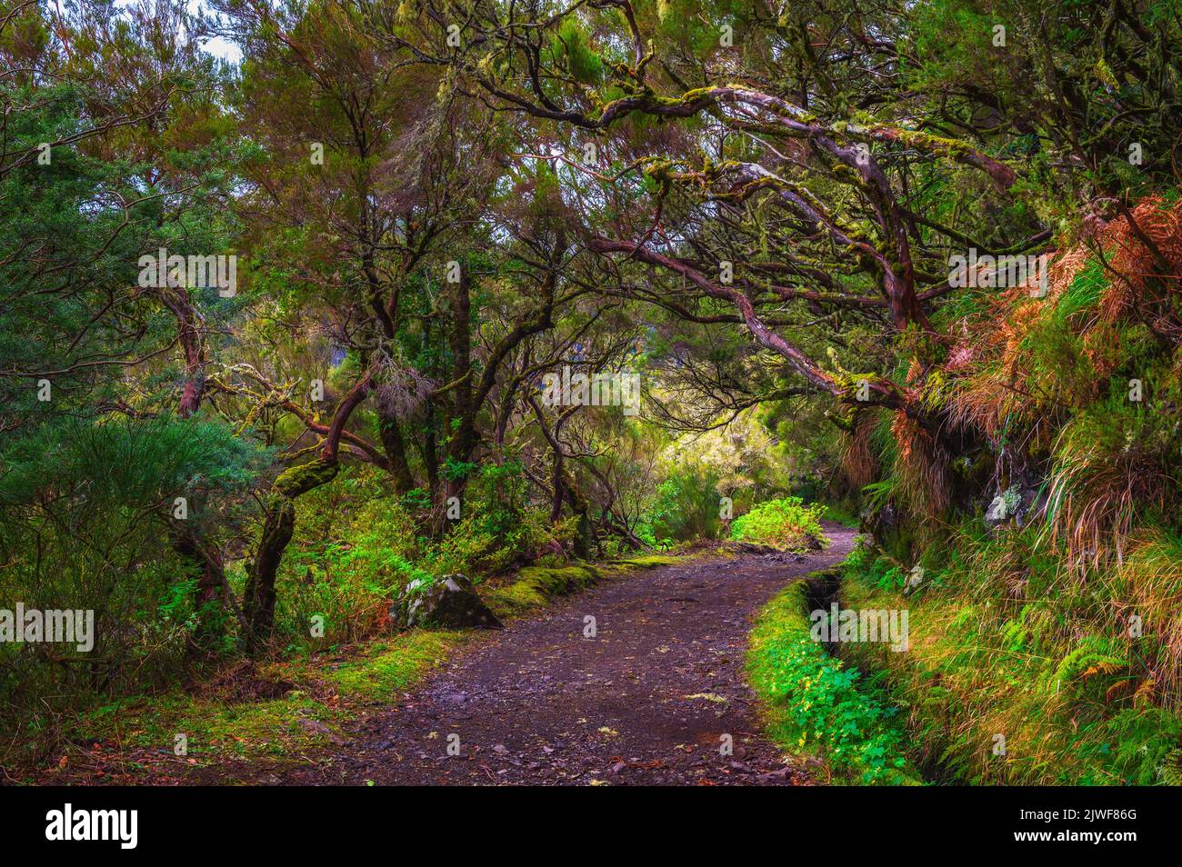 Percorso verso la cascata Risco nelle isole di Madeira, Portogallo Foto Stock