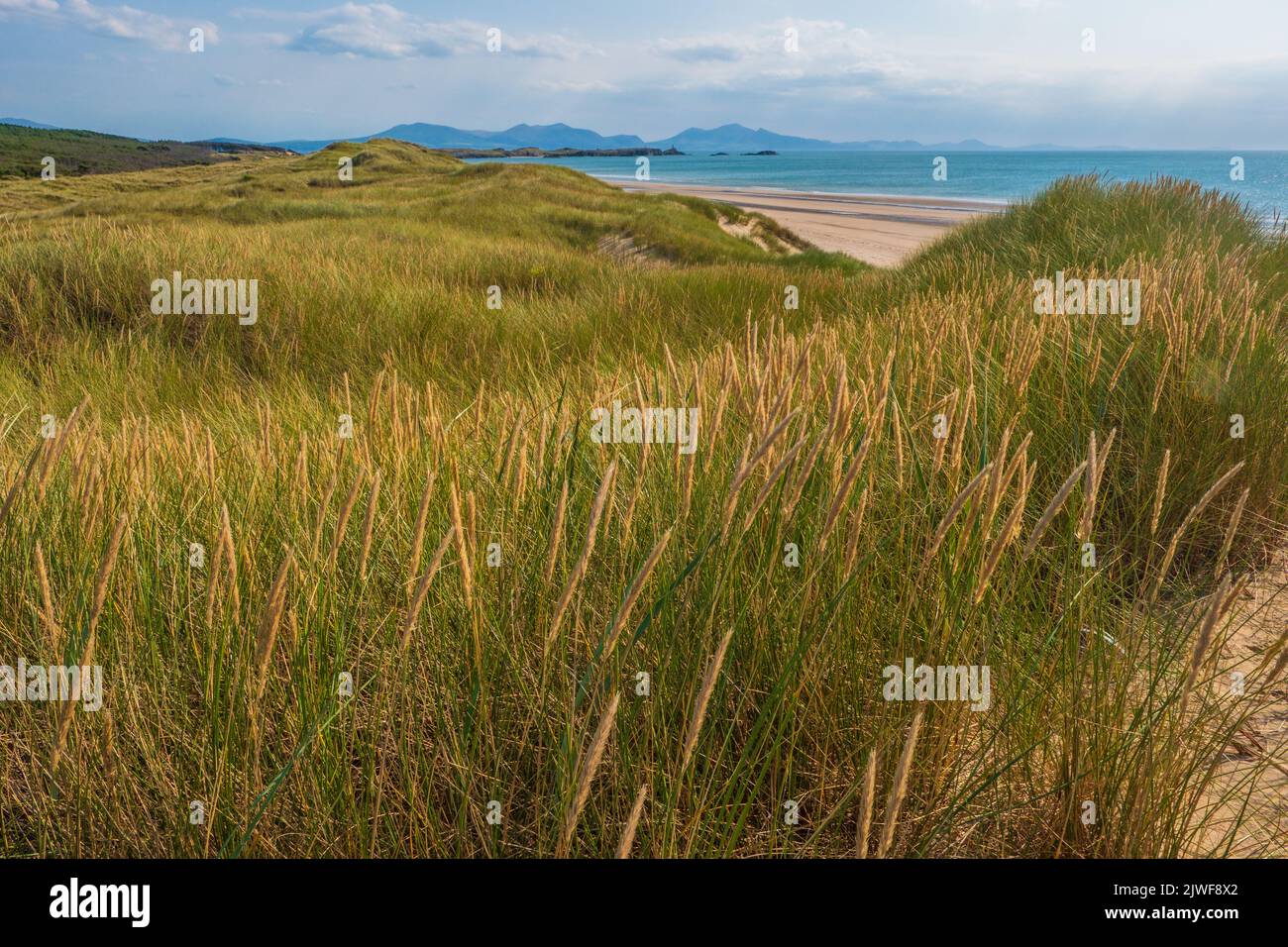 Dune di sabbia e erba di marram a Newborough , Anglesey, Galles del Nord. Llanddwyn Island e la penisola di Lleyn in lontananza Foto Stock