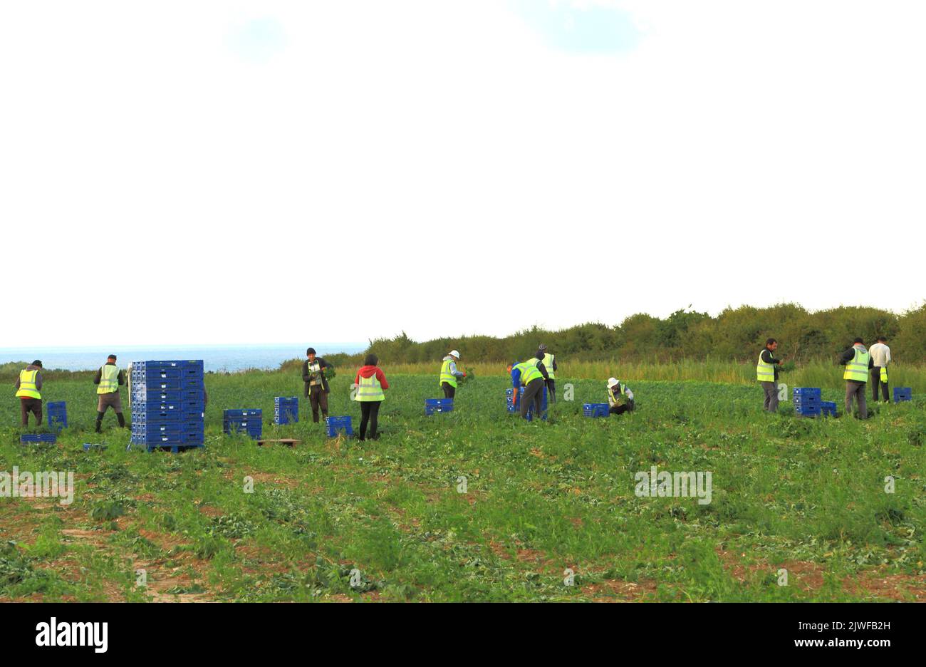 Lavoro immigrato, agricolo, lavoratori, raccogliendo, raccolto di asparagi, Norfolk, Inghilterra, Regno Unito Foto Stock