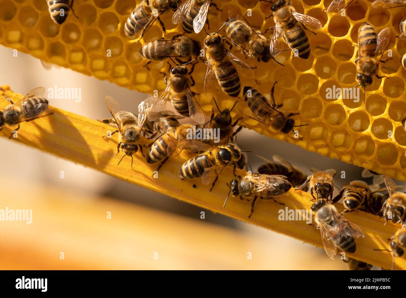 Bumblebees su un telaio con nido d'ape primo piano. Insetti nell'apiario. Apicoltura come azienda. Foto Stock