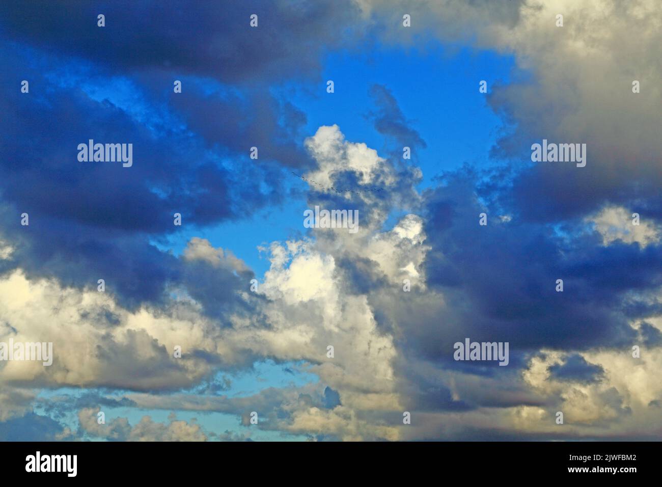 Bianco, grigio, scuro, nuvola di cumulo, nuvole, Cielo blu, cieli, meteo, meteorologia, Inghilterra, REGNO UNITO Foto Stock