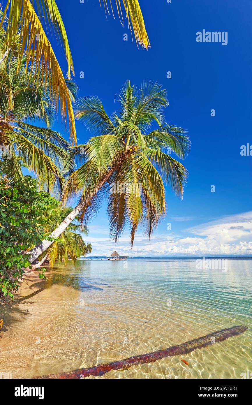 Palme da cocco sulla spiaggia tropicale dei Caraibi a Panama Foto Stock