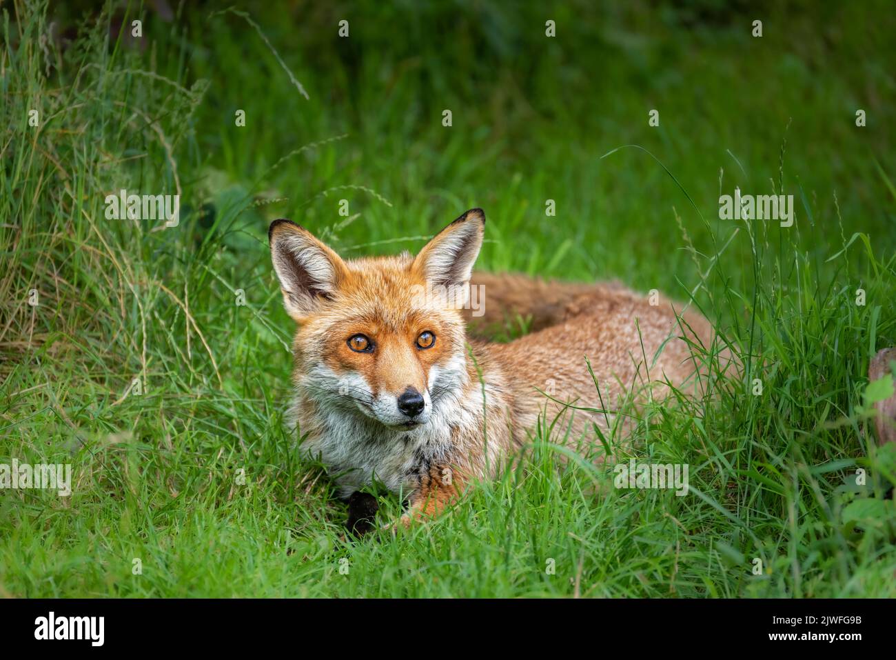 Volpe rossa che giace sull'erba verde e guarda con curiosità Foto Stock