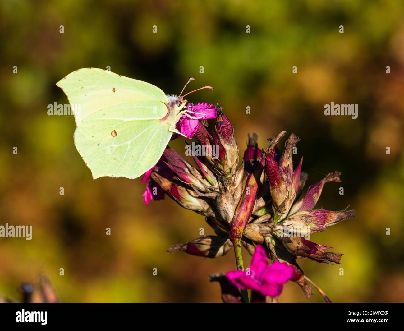 Farfalla femmina di brimstone, Gonepteryx rhamni, che mostra il underwing mentre si nutrono sul rosa tedesco, Dianthus carthuanorum Foto Stock