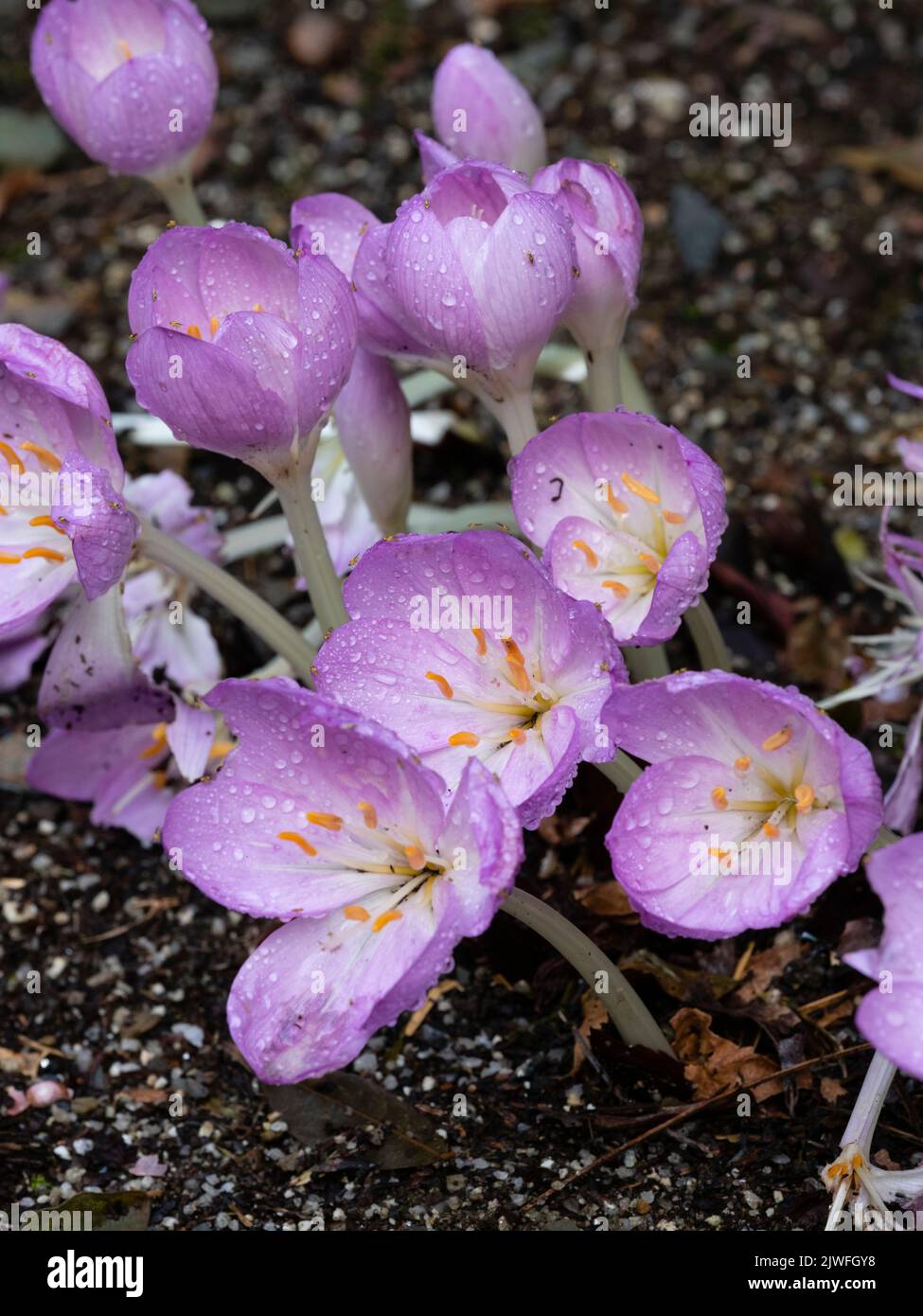 Pioggia macchiata fiori rosa della fioritura autunnale bulbo duro, Colchicum autumnale 'Ametista' Foto Stock