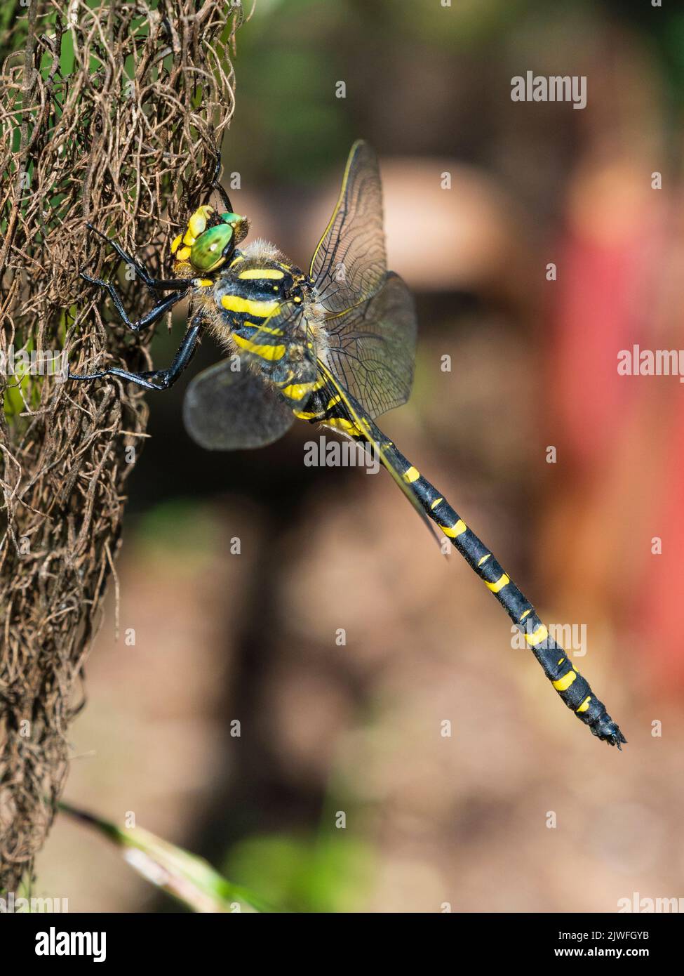 Libellula ad anello d'oro, Cordulegaster boltonii, a riposo in un giardino britannico Foto Stock