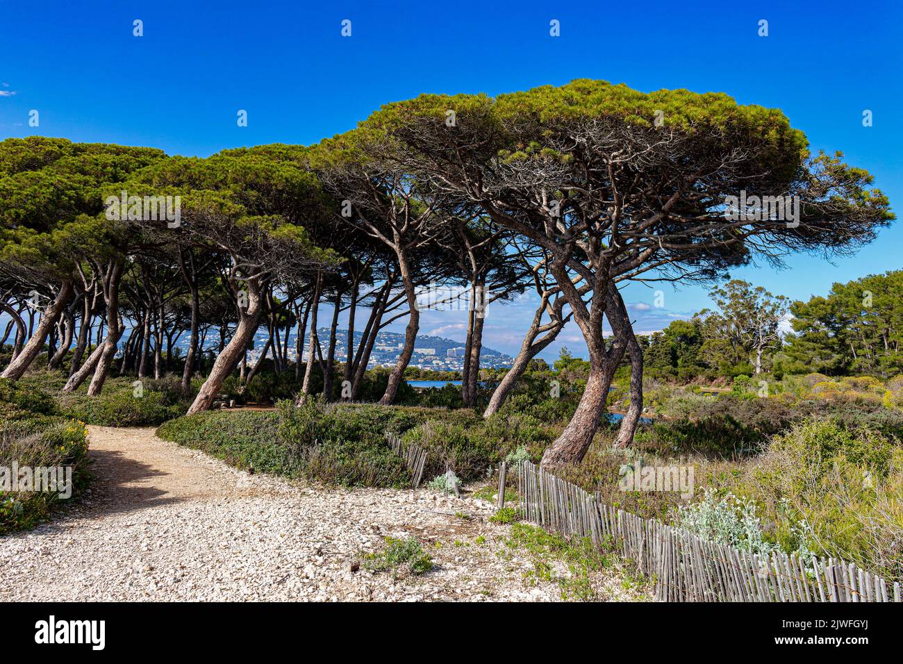 Costa di Saint Margaret - una delle isole di Lerins ((Îles de Lérins) Foto Stock