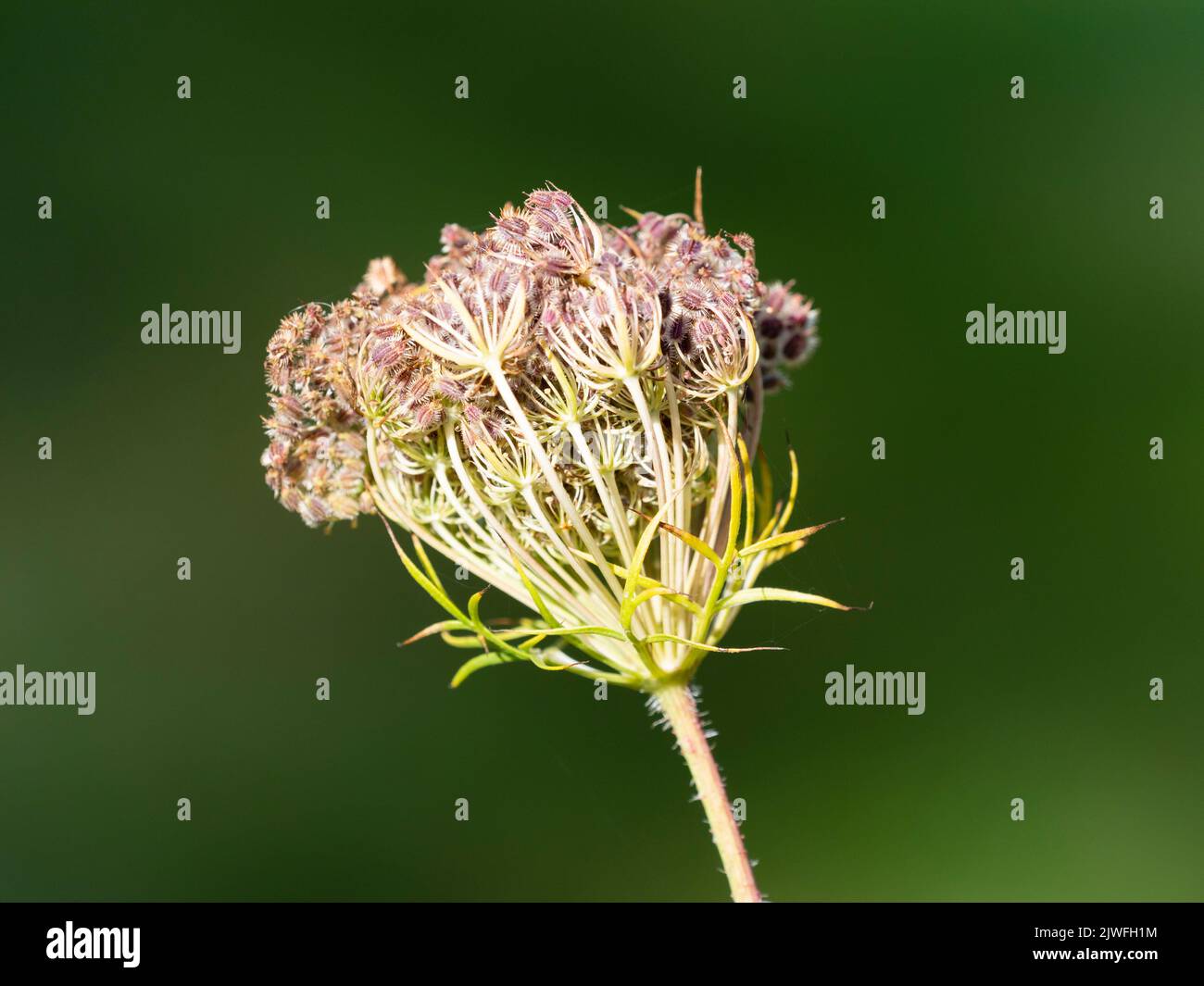 Gabbia testa di seme con i semi brierly della biennale britannica dura, il carota di Daucus, il merletto della regina Anna Foto Stock
