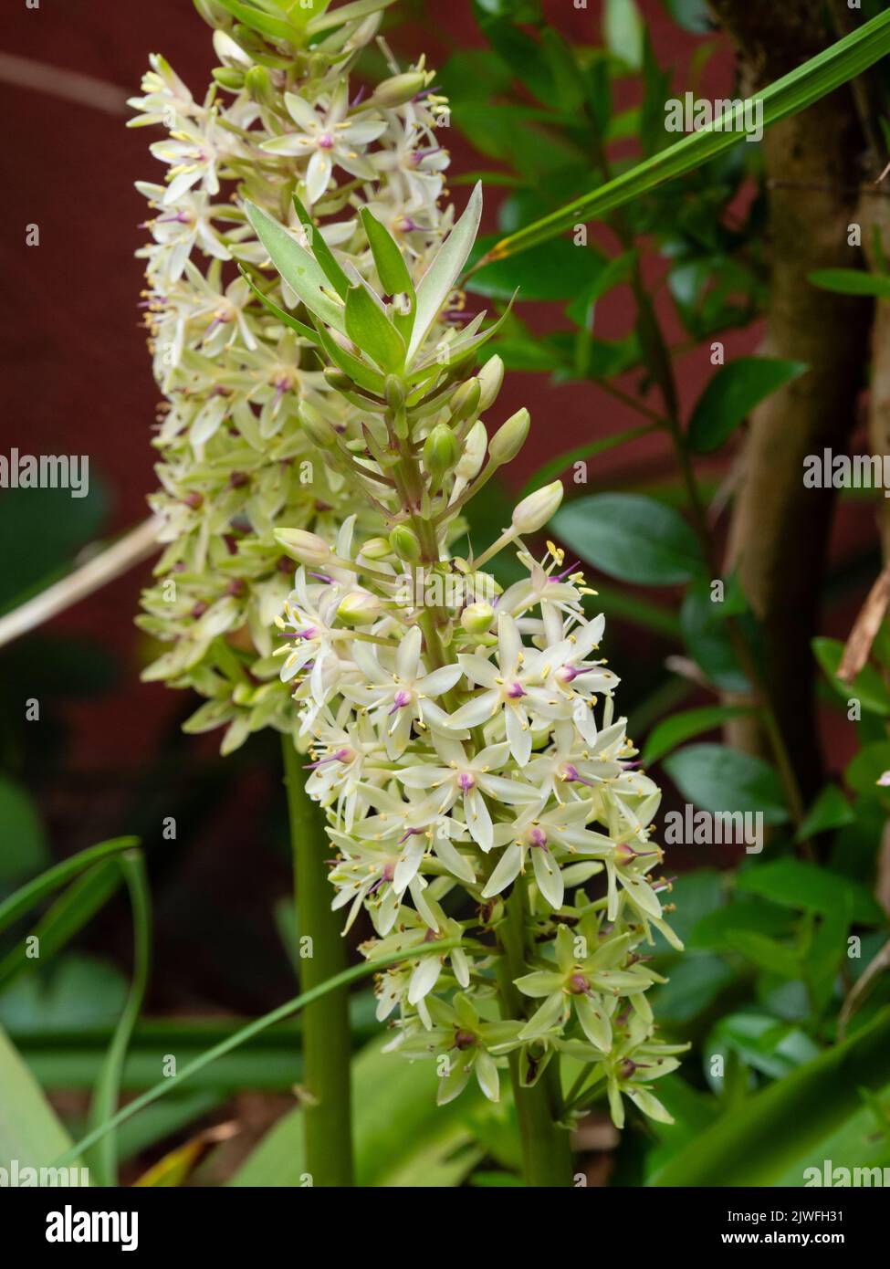 Punta di fiore del bulbo esotico, semi-duro, fine estate fioritura, Eucomis 'Frank Lawley' Foto Stock