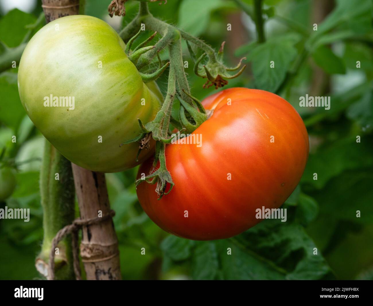 Pomodori maturi rossi e verdi unmaturi Heritage Beefsteak, Solanum lycopersicum 'St Pierre' in un periodo estivo successivo a capriate Foto Stock