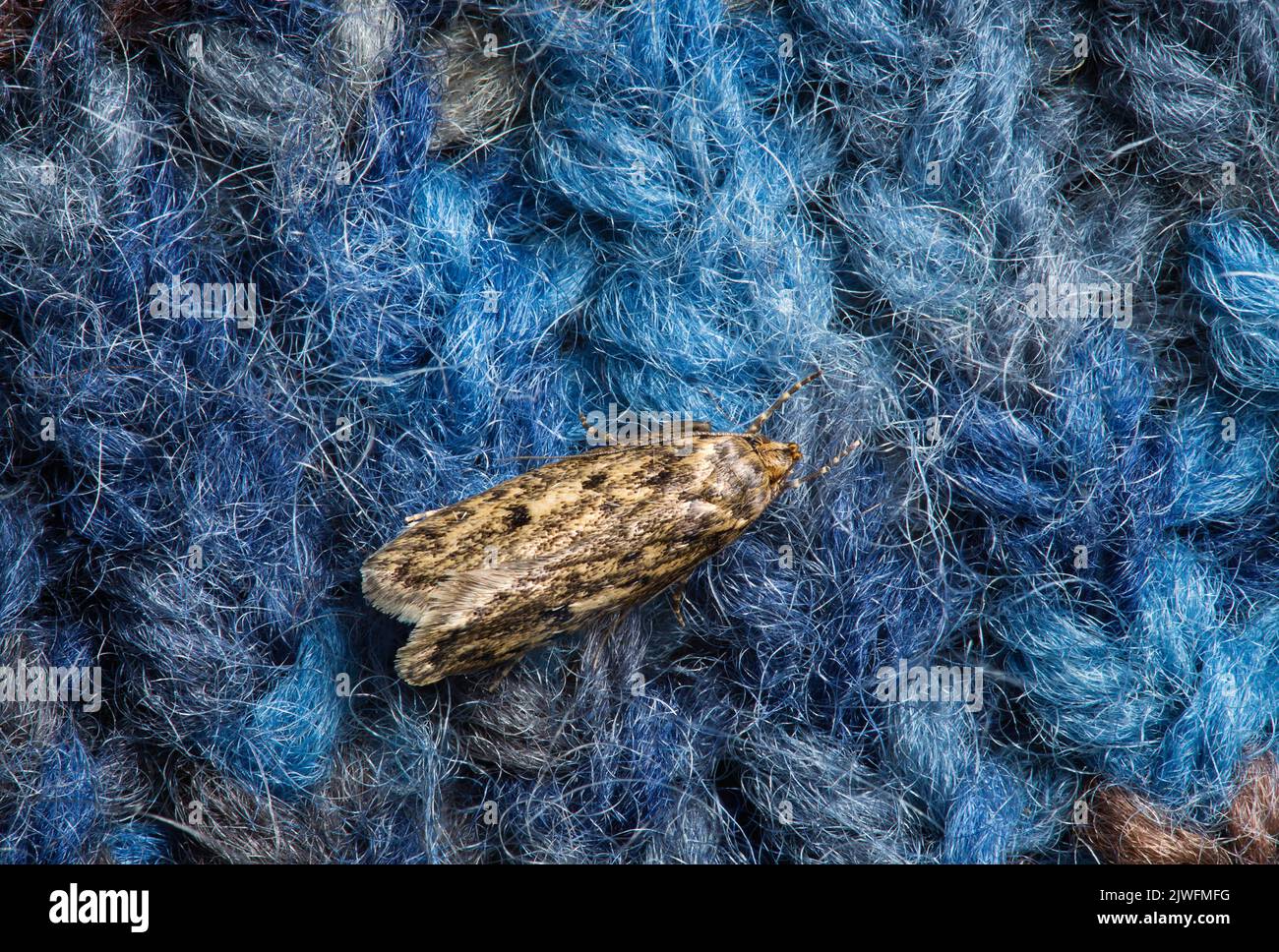 Marrone casa mooth, Hofmannophila pseudospretella poggiante su un tappeto Foto Stock