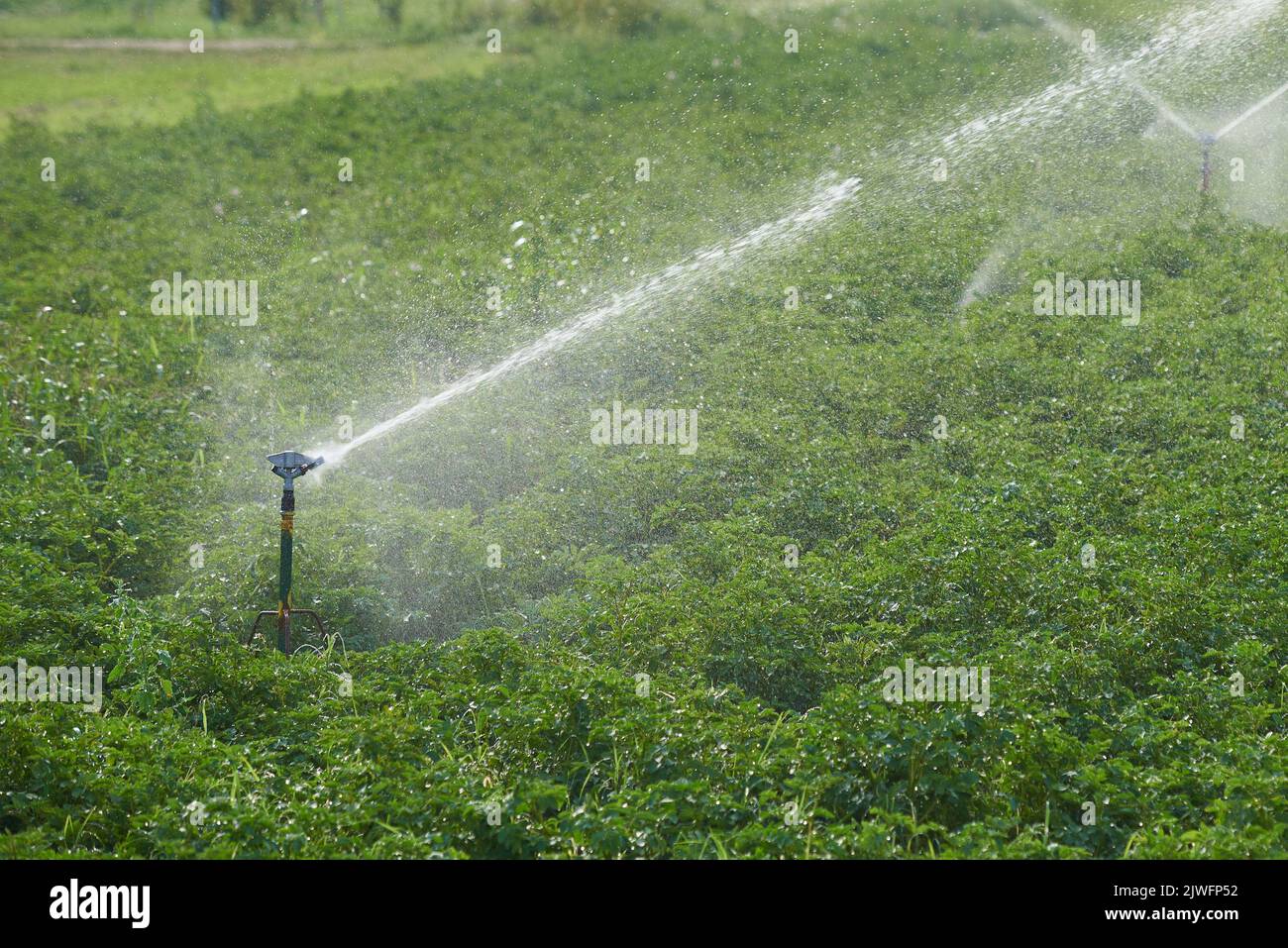 Sistema di irrigazione di campo in coltivazione industriale di ortaggi Foto Stock