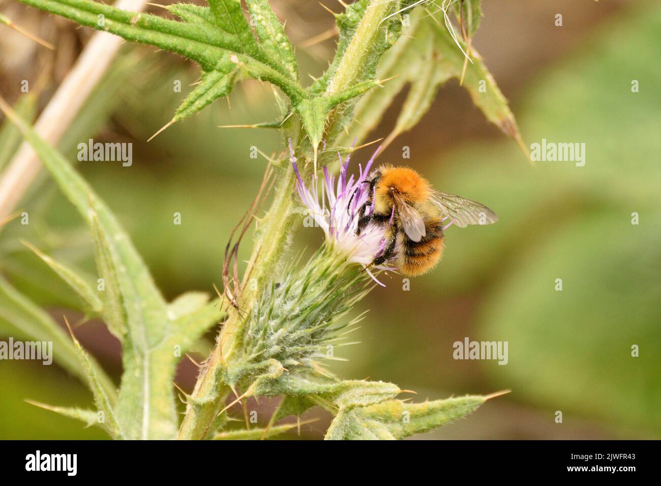 Comune carder Bumblebee che si nutrono sul nettare di un fiore di cardo. Hertfordshire, Inghilterra. REGNO UNITO. Foto Stock