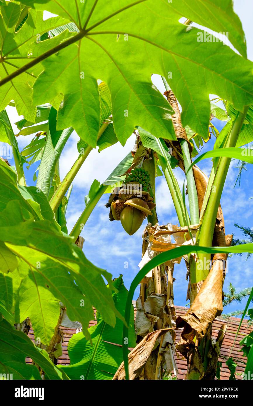 Boccioli di banana, fiori e piccoli mazzo di banane verdi che maturano nel Regno Unito nella calda estate del 2022, presso il giardino esotico di Great Dixter, East Sussex, Inghilterra. Foto Stock