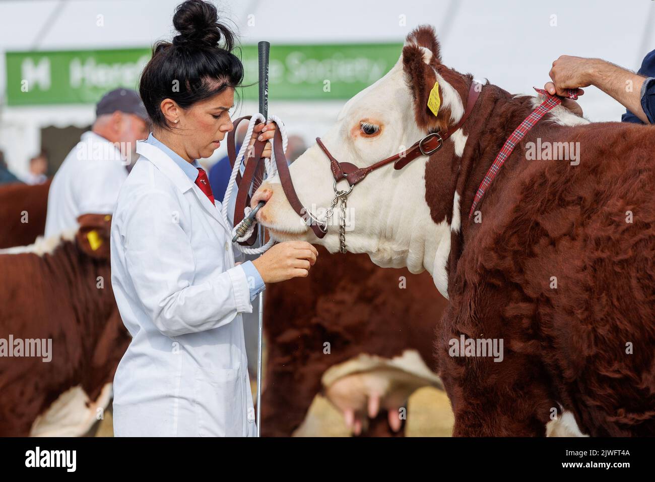 Il Moreton-in-Marsh Agricultural Show si svolge nel Gloustershire. Il Moreton Show si è tenuto per la prima volta nel 1949, sullo stesso sito che ha occupato da allora - parte della Batsford Estate - anche se è stato molto esteso nel corso degli anni. Il suo scopo principale è quello di migliorare il livello dell'agricoltura e dell'artigianato locale. Foto Stock