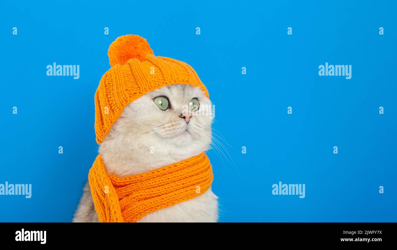 un divertente gatto bianco, seduto in un cappello e sciarpa a maglia arancione, su un ampio sfondo blu Foto Stock