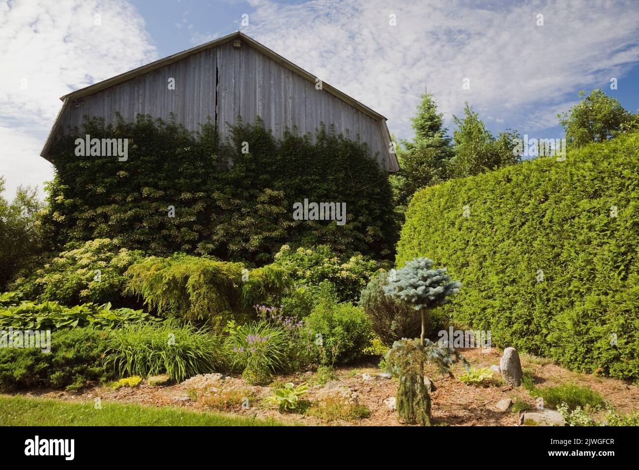 Confine con arbusti misti, piante, Thuja occidentalis - Cedar Hedge e arrampicata bianca Hydrangea petiolaris sulla parete laterale di vecchio fienile in legno in estate. Foto Stock