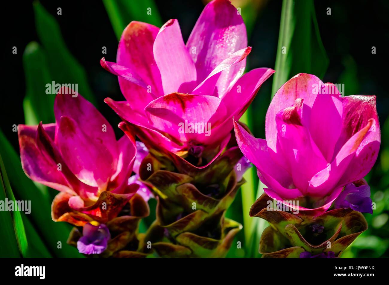 Tulipani Siam (Curcuma alismatifolia) fioriscono, 4 settembre 2022, a Daphne, Alabama. Il tulipano Siam è un perenne esotico della specie dello zenzero. Foto Stock
