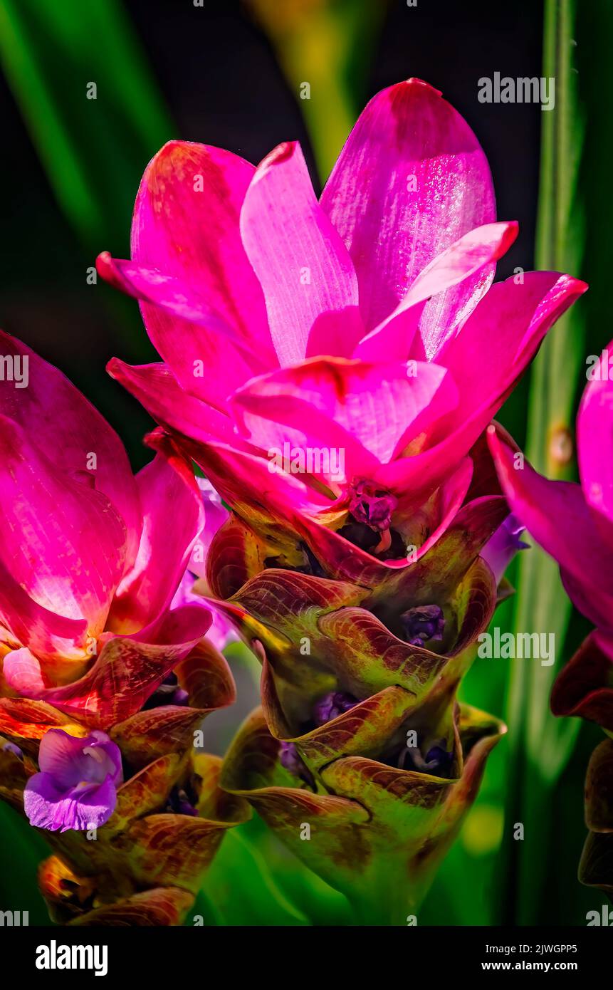 Il tulipano di Siam (Curcuma alismatifolia) fiorisce, 4 settembre 2022, in Daphne, Alabama. Il tulipano Siam è un perenne esotico della specie dello zenzero. Foto Stock