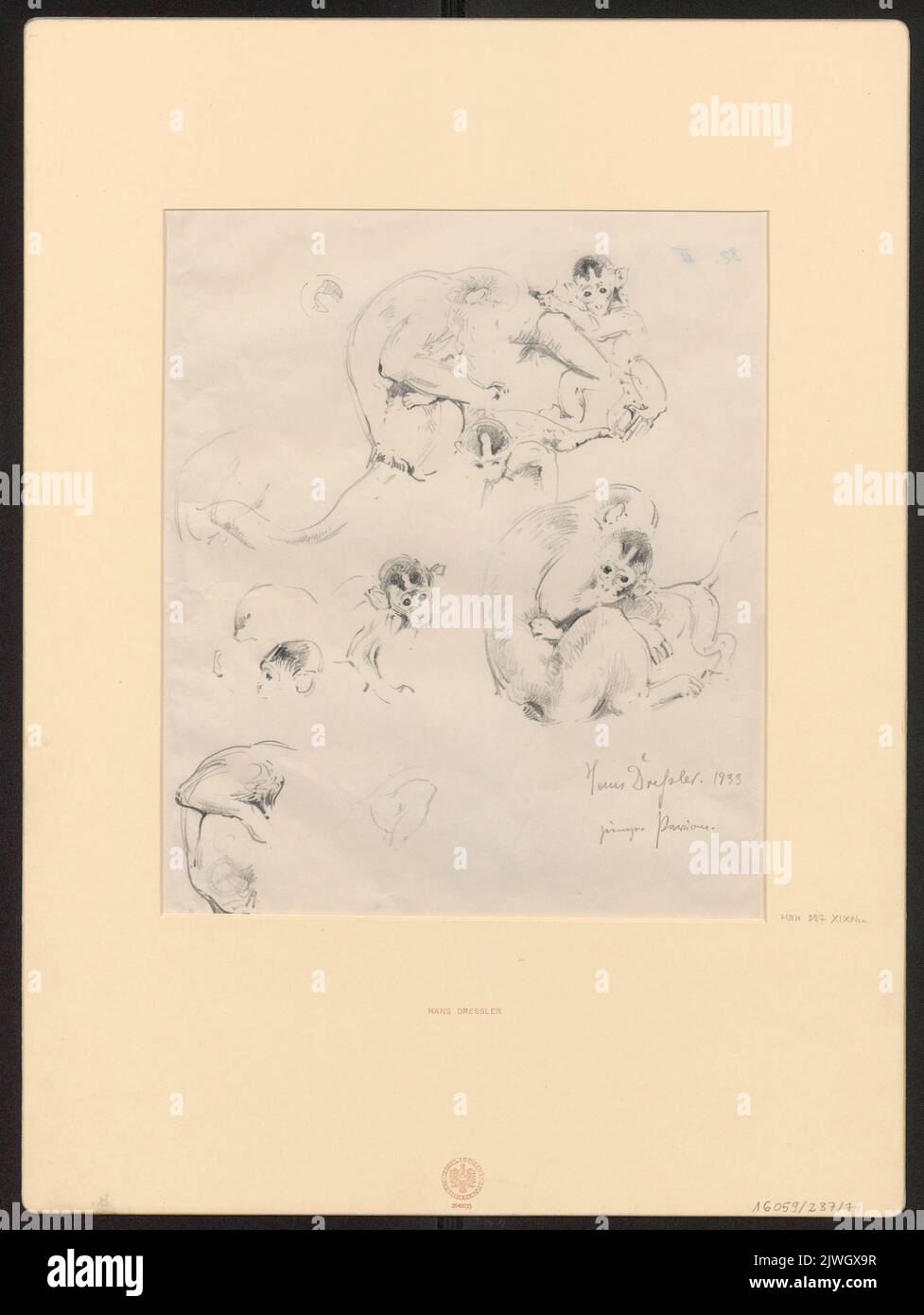 Studi sui babbuini. Dressler, Hans (1869-1943), disegnatore, cartoonista Foto Stock