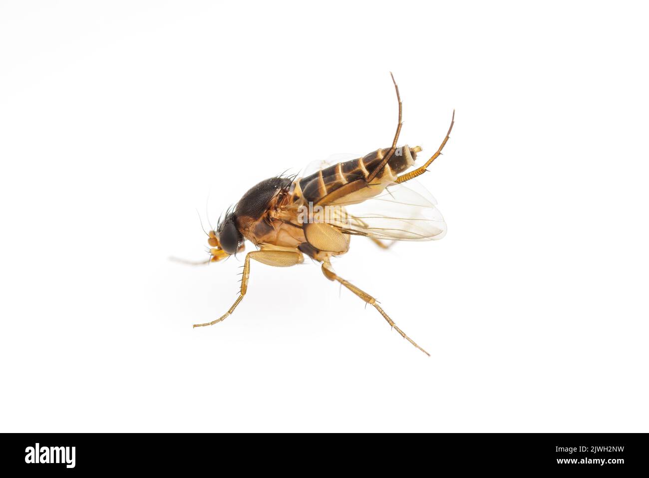 Fly scuttle (Phoridae) isolato su sfondo bianco. Foto Stock