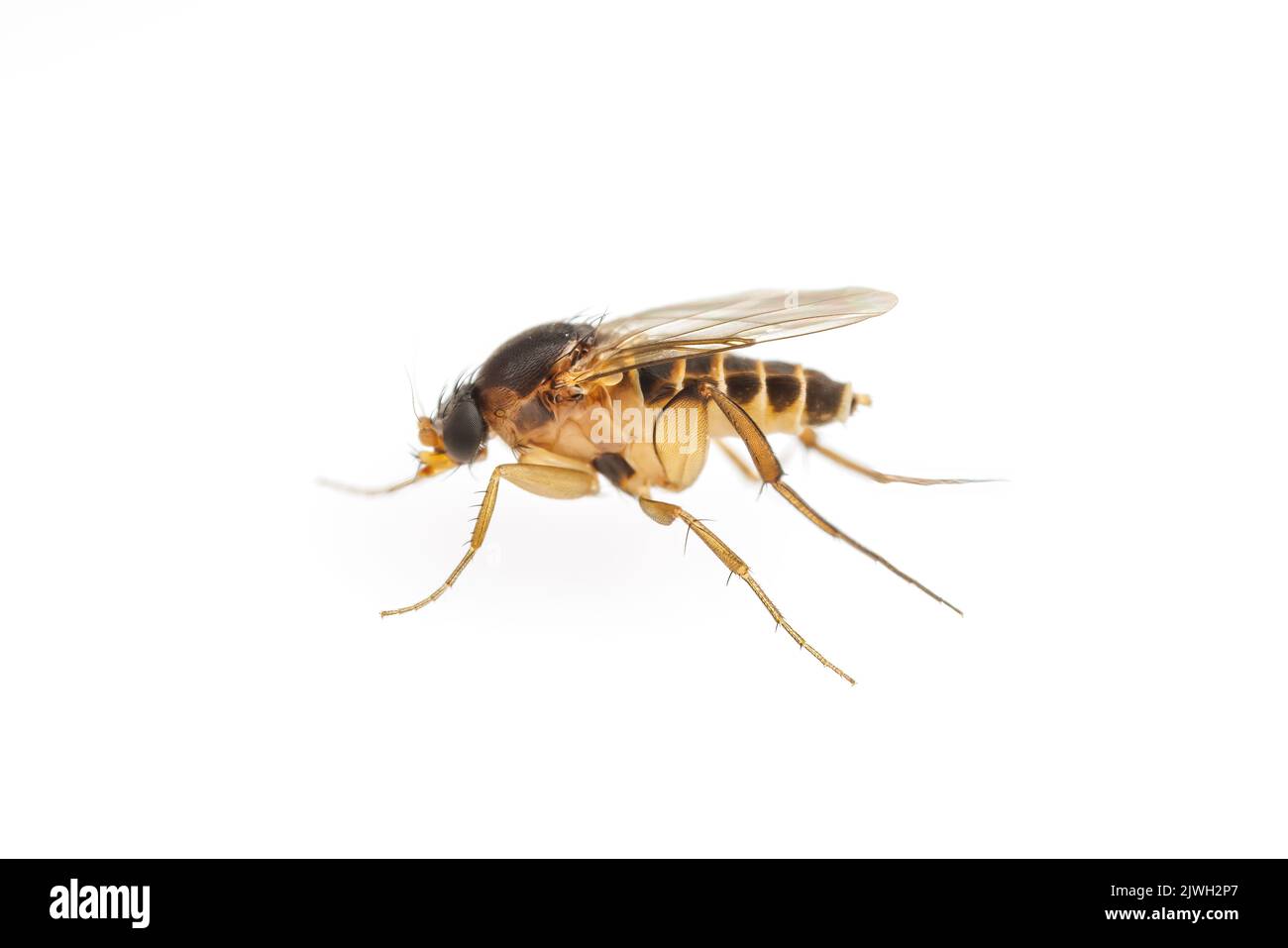 Fly scuttle (Phoridae) isolato su sfondo bianco. Foto Stock