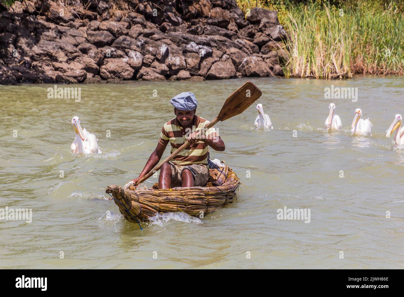 TANA, ETIOPIA - 1 APRILE 2019: Pescatore locale su una piccola barca e grandi pellicani bianchi (Pelecanus onocrotalus) al lago di Tana, Etiopia Foto Stock