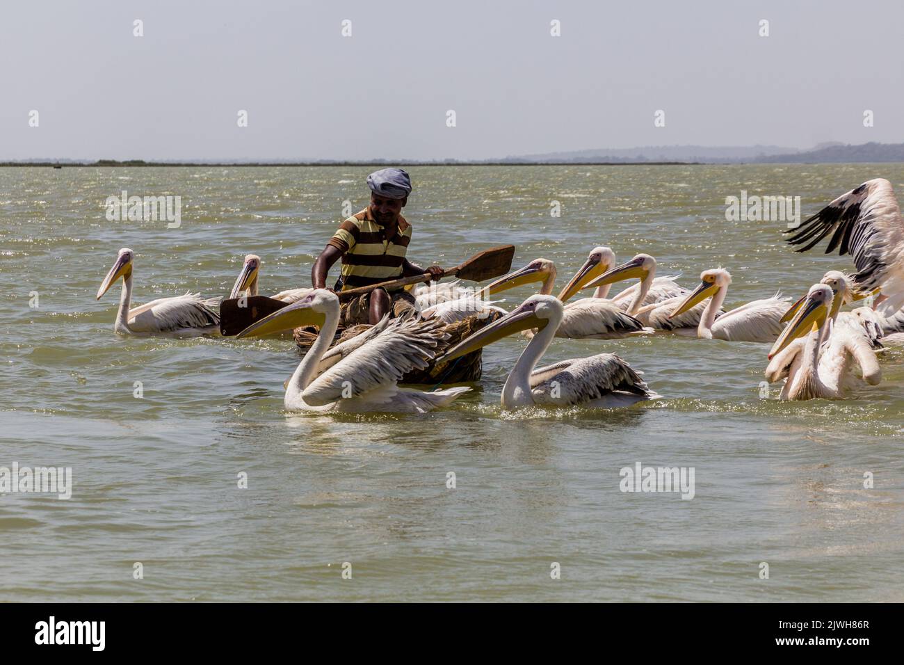TANA, ETIOPIA - 1 APRILE 2019: Pescatore locale su una piccola barca e grandi pellicani bianchi (Pelecanus onocrotalus) al lago di Tana, Etiopia Foto Stock