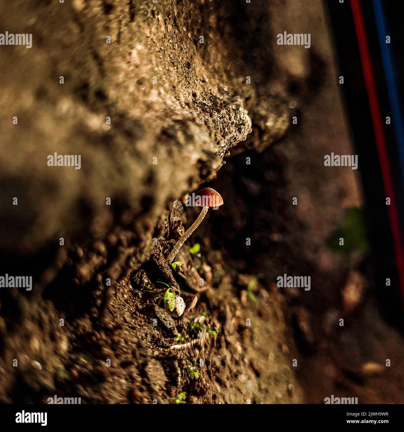 Questa immagine qui è di un fungo della specie Conocybe Cyanopus.More info: https://www.bionity.com/en/encyclopedia/Conocybe cyanopus.html Foto Stock