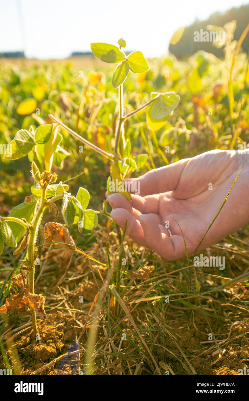 Baccelli di soie mature in un campo di hand. Di soie mature. Il coltivatore controlla i soie per maturess. Coltivatore in campo di soia Foto Stock