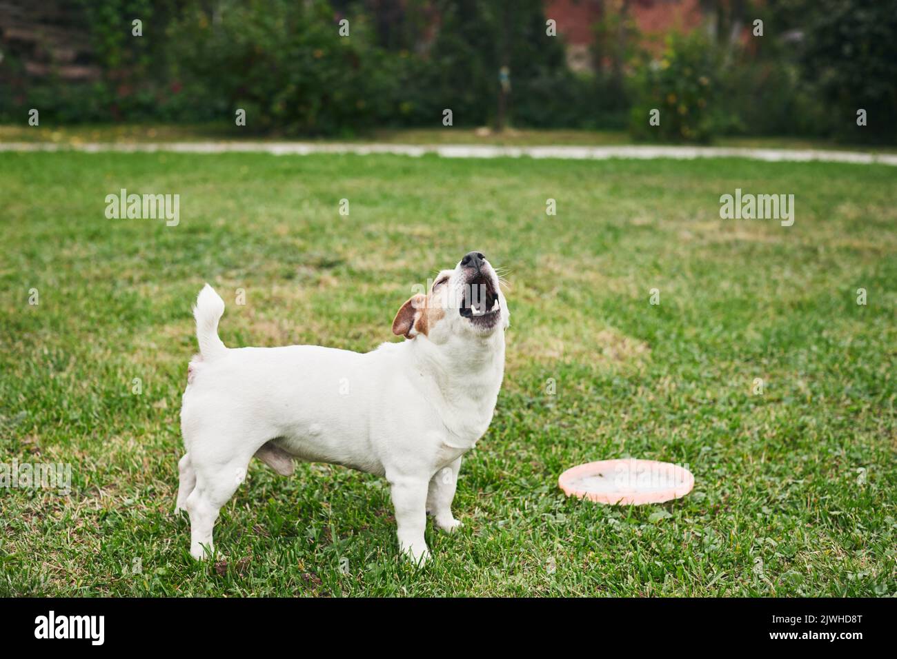 Un divertente cane Jack Russell nel cortile posteriore. Il concetto di un animale domestico e la gioia di giocare con esso. Vista frontale. Foto Stock