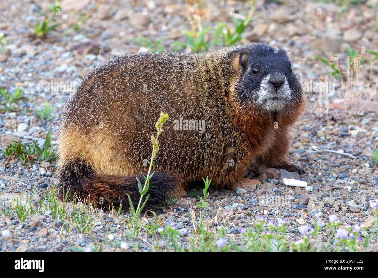 Ritratto di un roditore di marmotta dalla ventre gialla, Marmota flaviventris, noto anche come scopata rocciosa nel Parco Nazionale di Yellowstone, Wyoming. Foto Stock