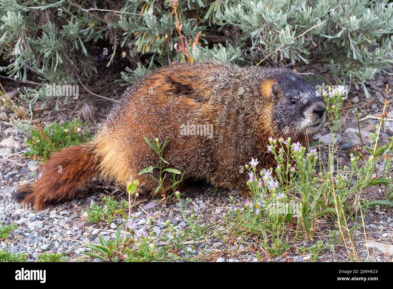 Ritratto di un roditore nativo di marmotta dalla ventre gialla, Marmota flaviventris, conosciuto anche come Rock Chuck nel Parco Nazionale di Yellowstone, Wyoming. Il marmo Foto Stock