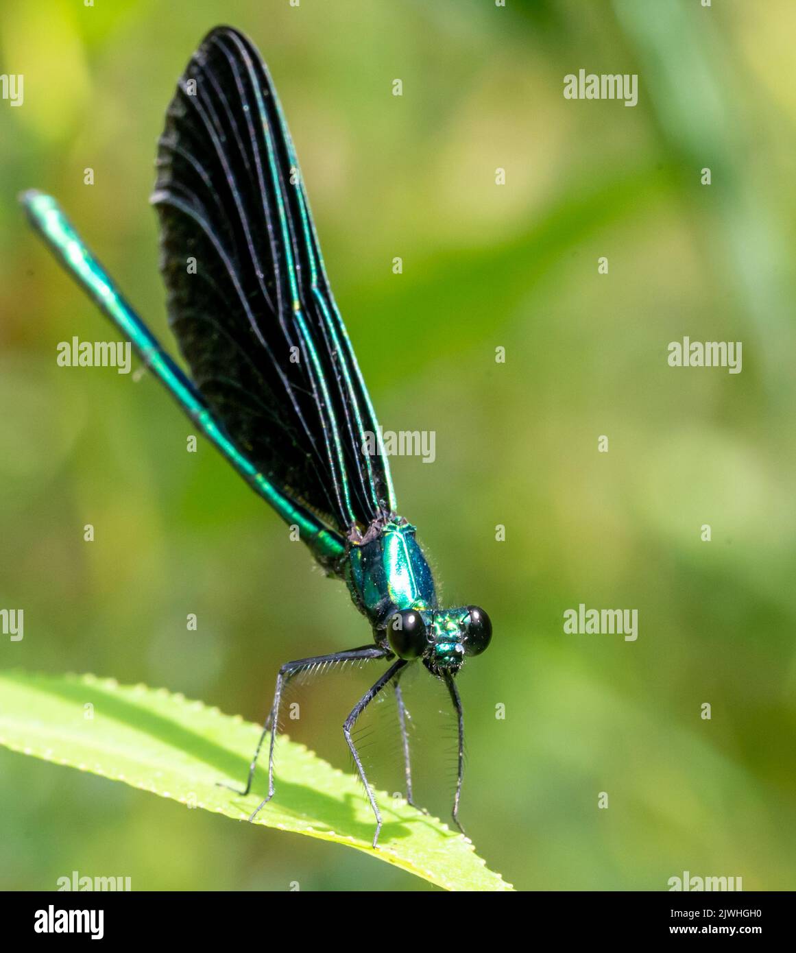 Messa a fuoco macro selettiva sulla testa di una damselfly oscura alata che poggia su un filo d'erba. Foto Stock