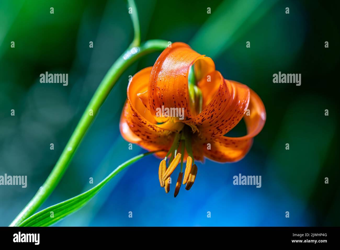 Fiore di Lilium carniolicum che cresce in prato, macro Foto Stock