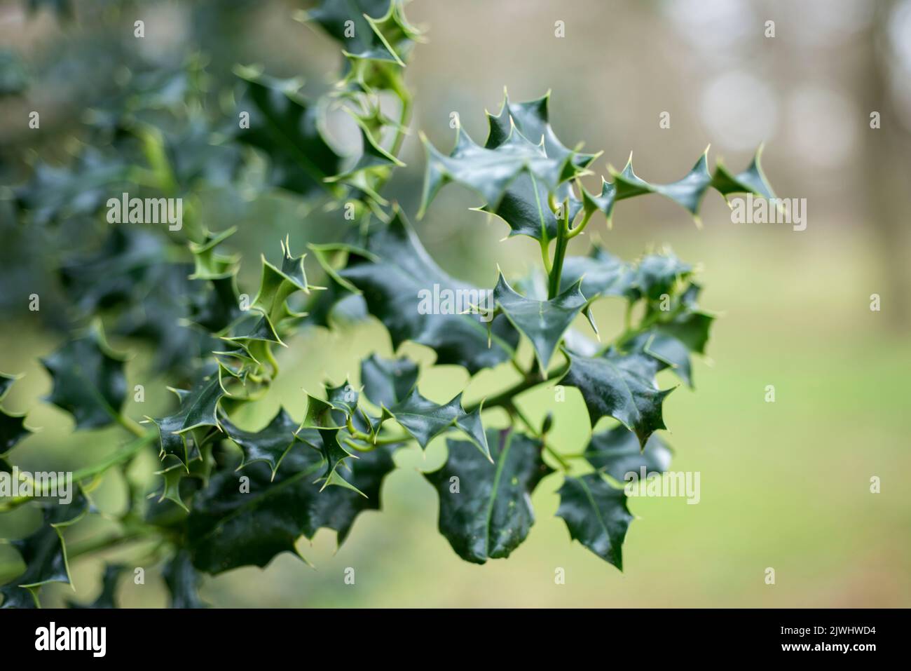 Vista ravvicinata delle foglie spiky della pianta di cespuglio agrifoglio con sfondo sfocato in una zona rurale nella campagna dell'Inghilterra UK Foto Stock