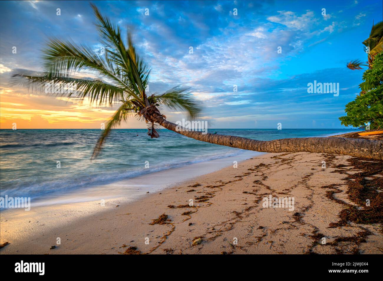 Palme che fiancheggiano la spiaggia di sabbia tropicale alla luce del mattino presto. Nanuya Lai Lai Island, Yasawa Group, Figi Foto Stock