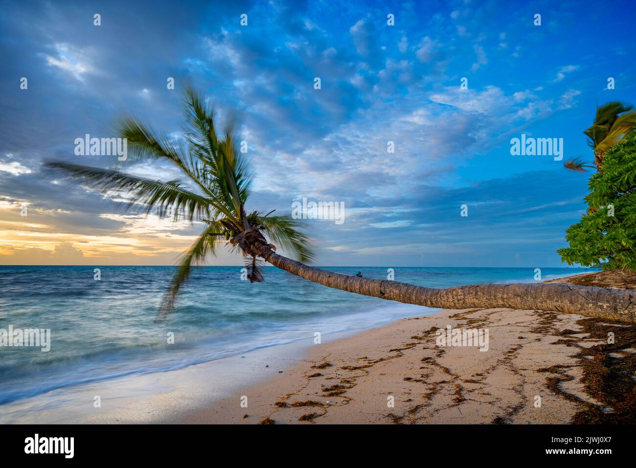 Palme che fiancheggiano la spiaggia di sabbia tropicale alla luce del mattino presto. Nanuya Lai Lai Island, Yasawa Group, Figi Foto Stock