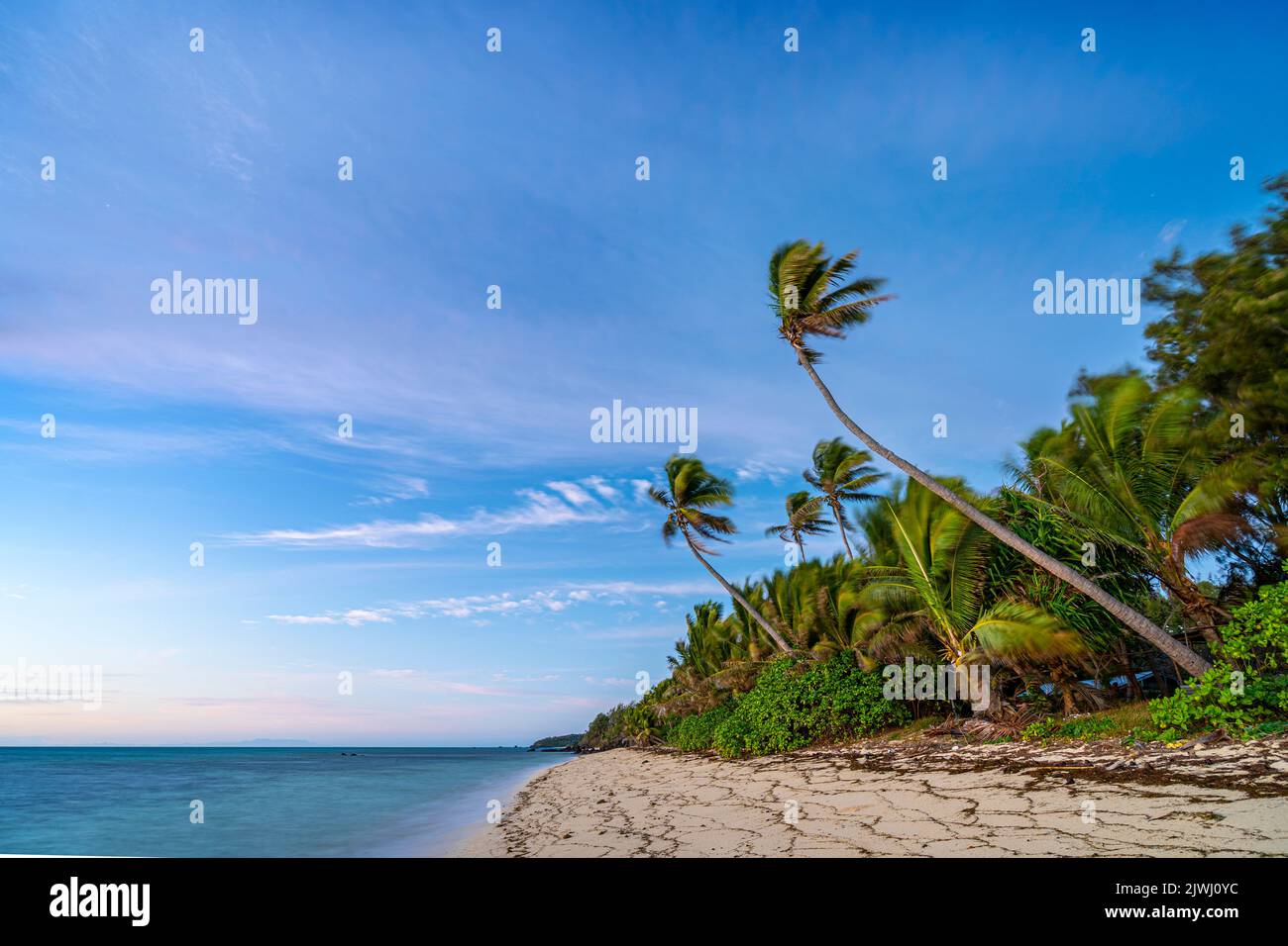 Palme che fiancheggiano la spiaggia di sabbia tropicale alla luce del mattino presto. Nanuya Lai Lai Island, Yasawa Group, Figi Foto Stock