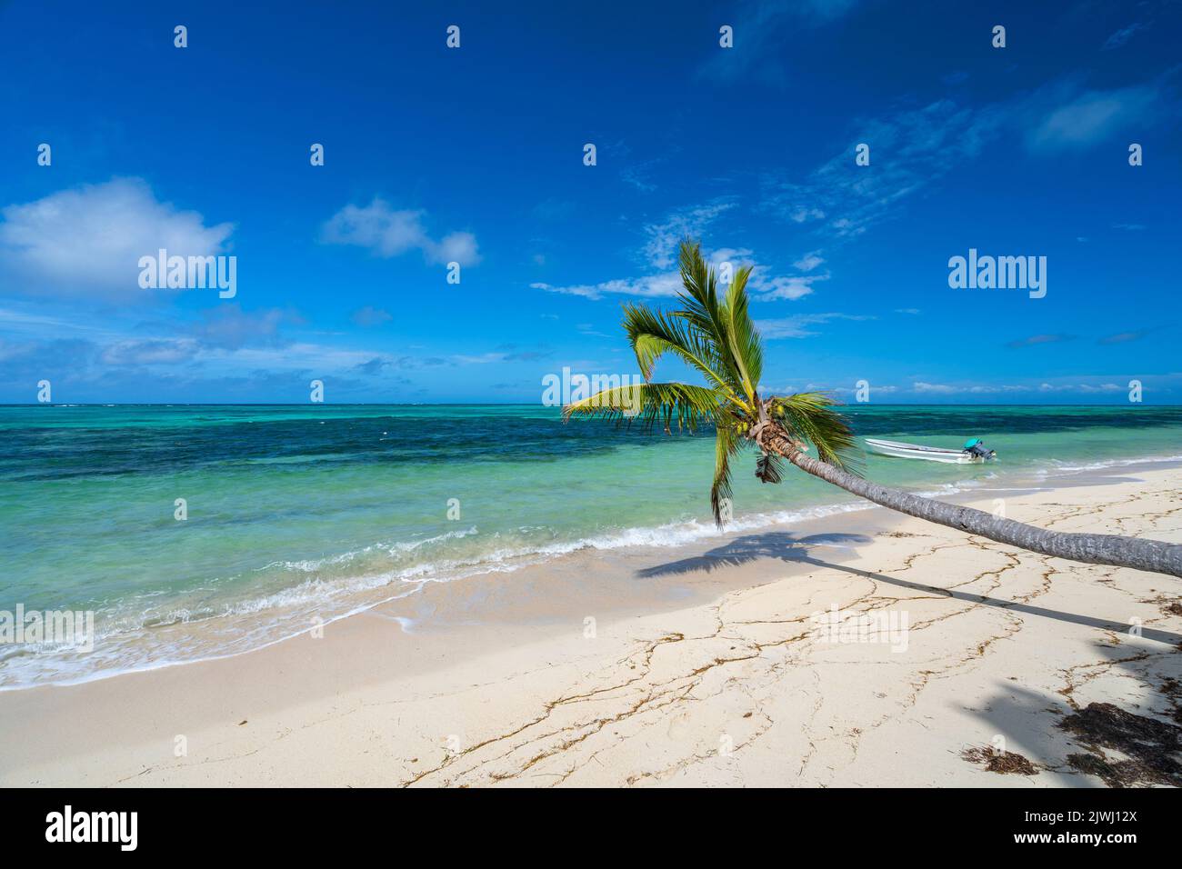 Palme che fiancheggiano la spiaggia di sabbia tropicale. Nanuya Lai Lai Island, Yasawa Group, Figi Foto Stock