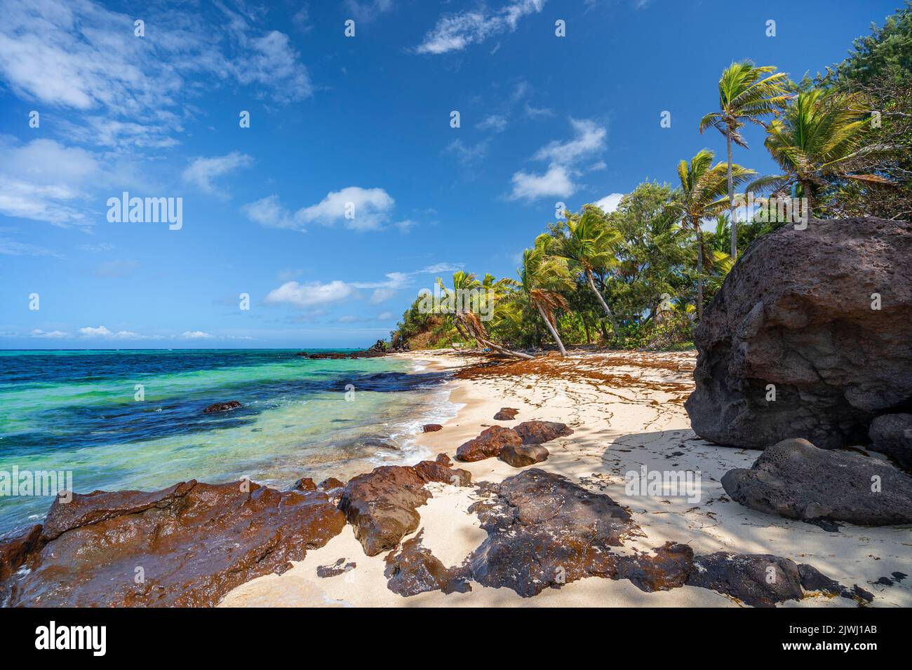 Palme che fiancheggiano la spiaggia di sabbia tropicale. Nanuya Lai Lai Island, Yasawa Group, Figi Foto Stock