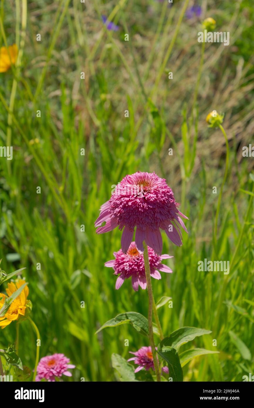 Inizio estate fioritura Pink doppio Coneflower Echinacea purpurea 'Razzmatazz' che cresce nella zona giardino ornamentale Foto Stock
