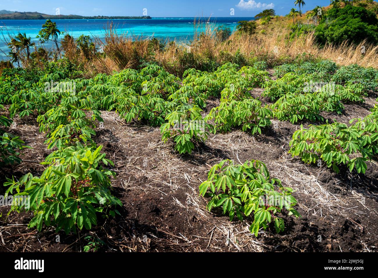 Piccolo appezzamento familiare di piante di Cassava su collina, isole Yasawa, Figi Foto Stock