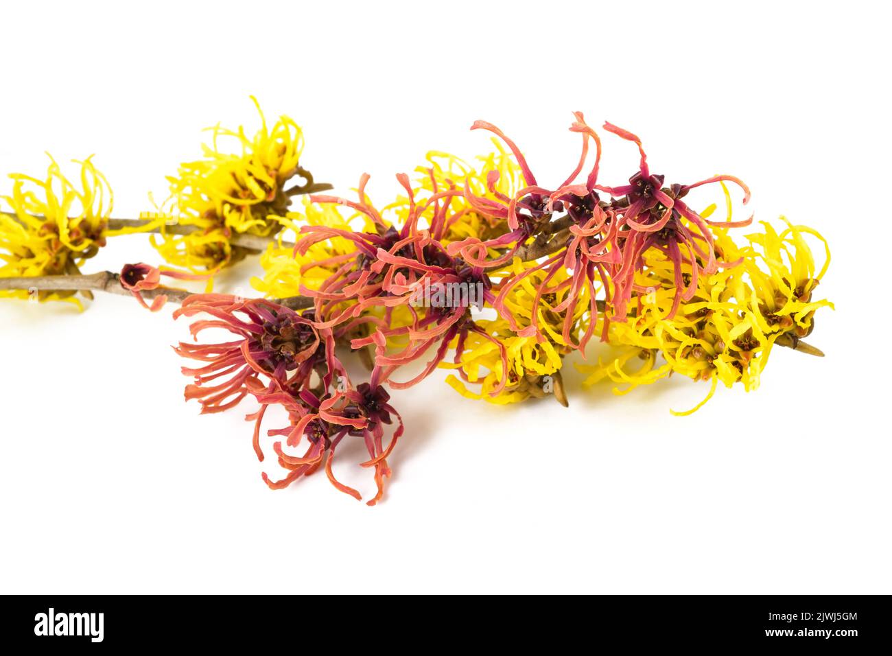 Strega fiori di nocciolo isolato su sfondo bianco Foto Stock