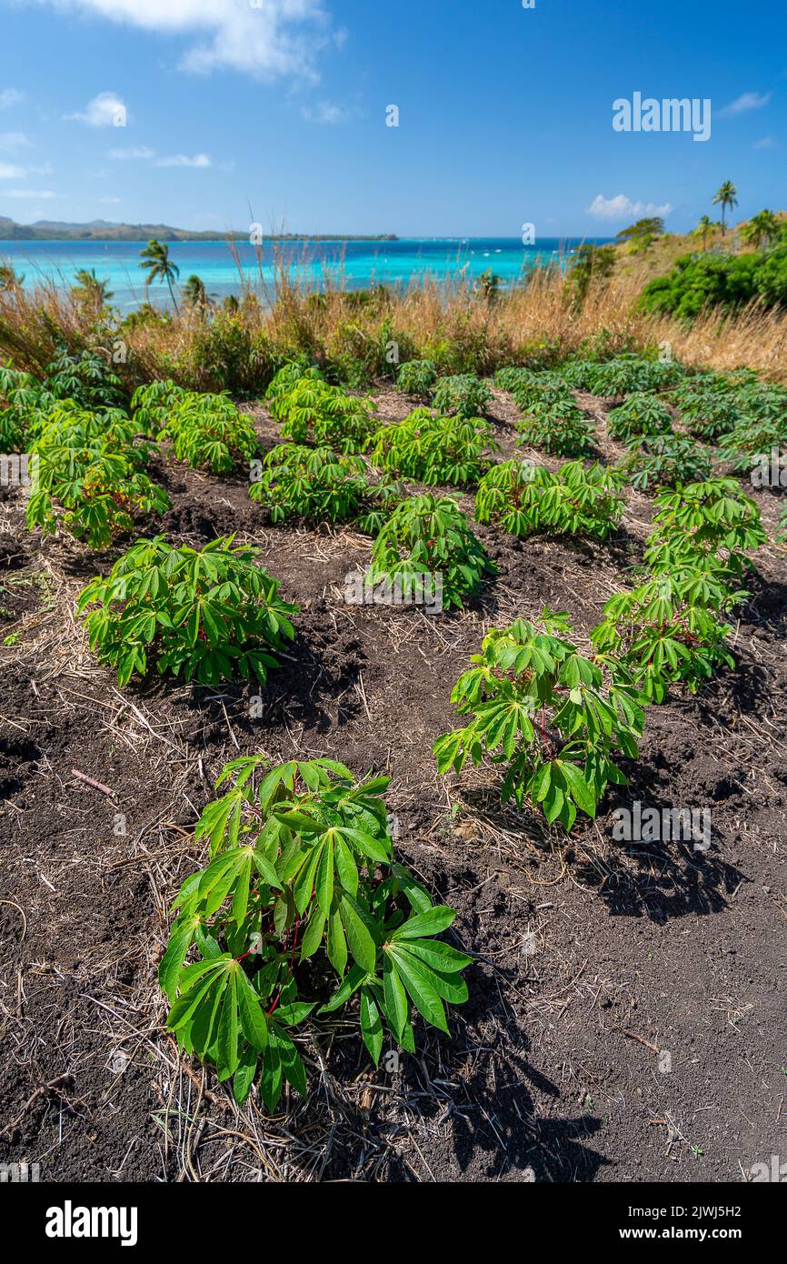 Piccolo appezzamento familiare di piante di Cassava su collina, isole Yasawa, Figi Foto Stock