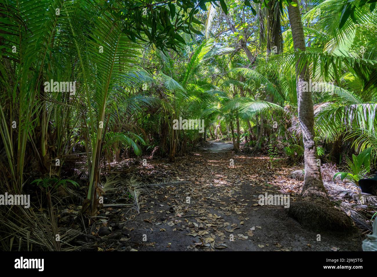 Percorso a piedi attraverso il boschetto di palme da cocco, Nanuya Lailai Island, Yasawa Islands, Fiji Foto Stock