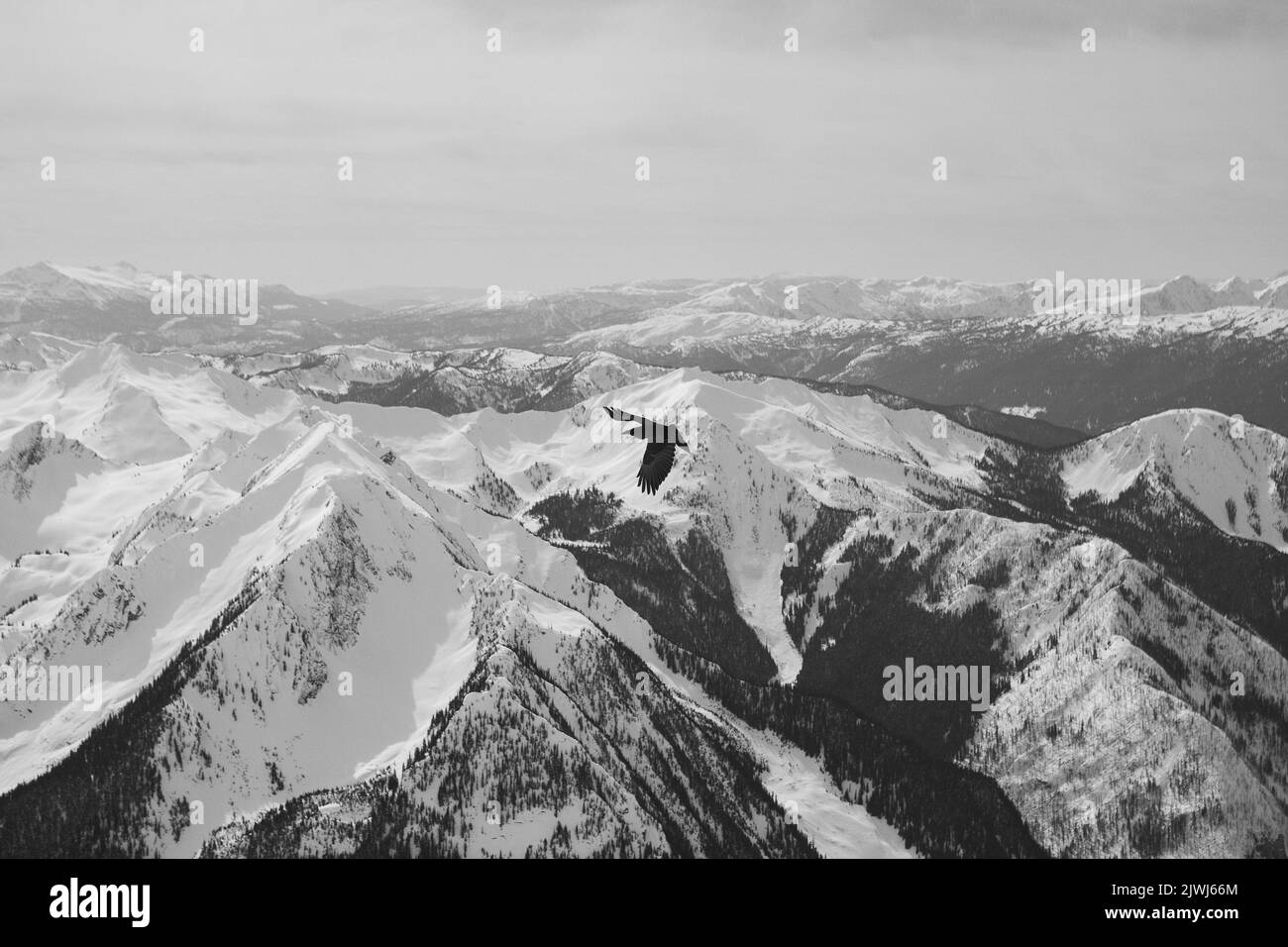 Hawk sorvola la maestosa catena montuosa panoramica delle Selkirk Mountains, Canada Foto Stock