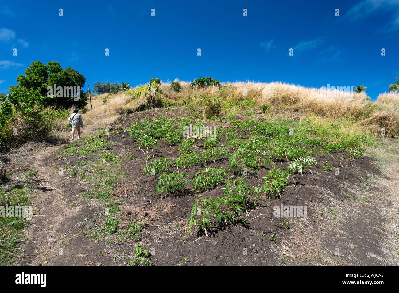Piccolo appezzamento familiare di piante di Cassava su collina, isole Yasawa, Figi Foto Stock
