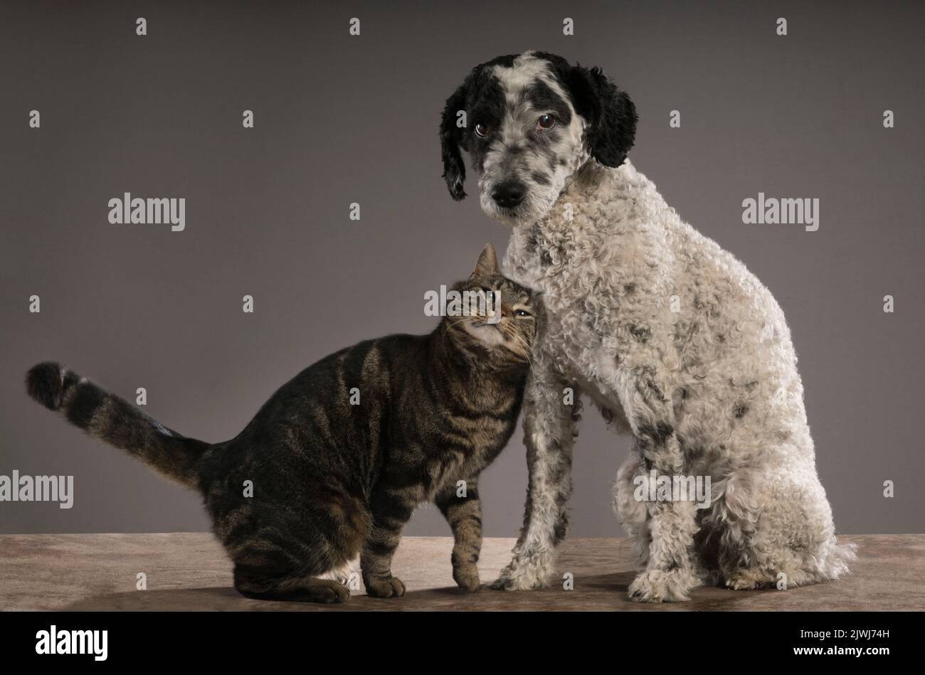 Studio ritratto gatto sfregamento contro il cane Foto Stock