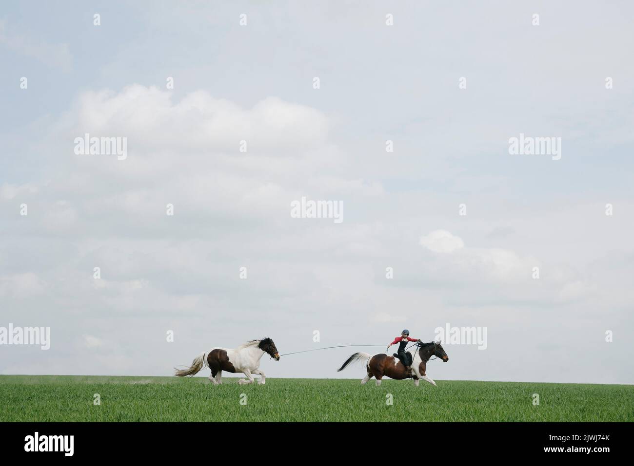 Equitazione ragazza, tiro a cavallo in campo aperto Foto Stock